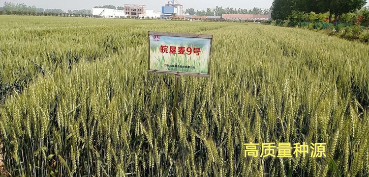 明光分公司：“四級聯(lián)動”抓種源質(zhì)量