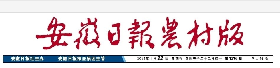 品質(zhì)過(guò)硬！皖墾糯稻品種備受青睞