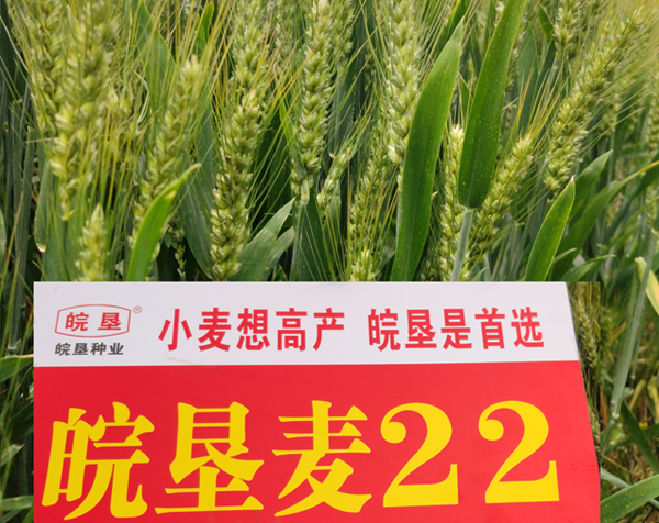 皖墾麥22